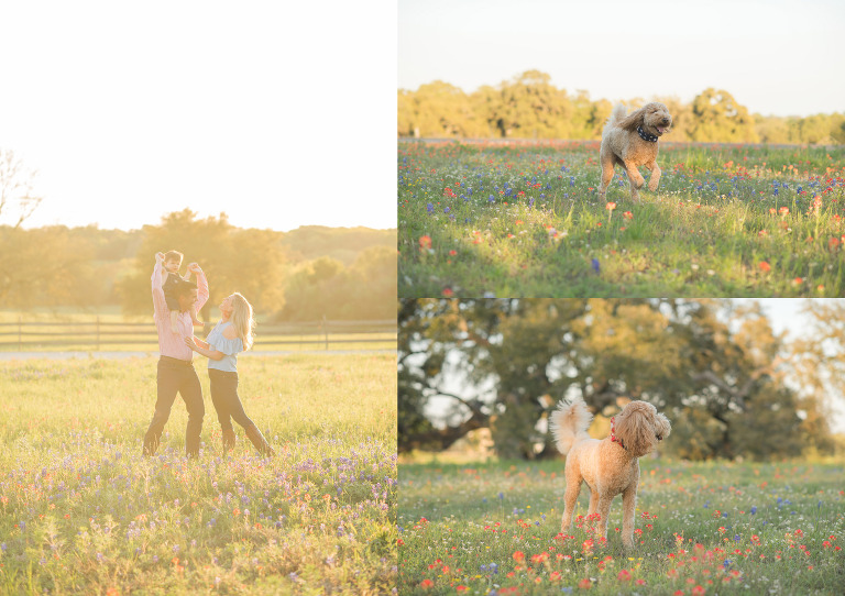 golden puppy in the bluebonnets.